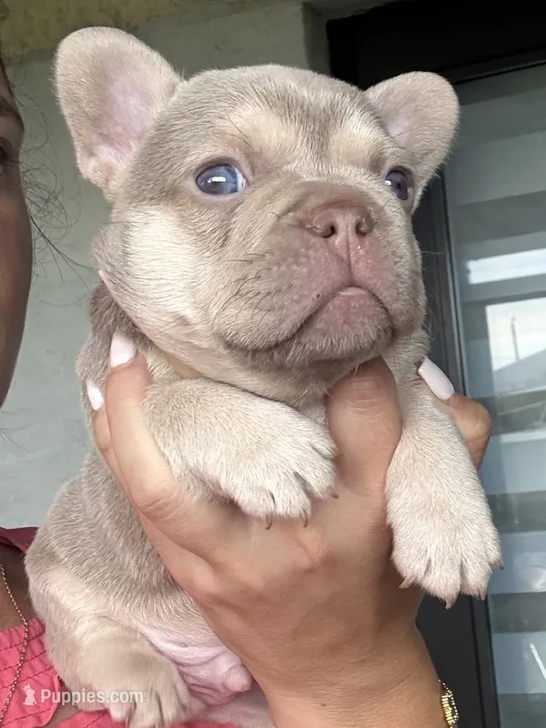 Bruno – French Bulldog puppy for sale in Cape Coral, FL