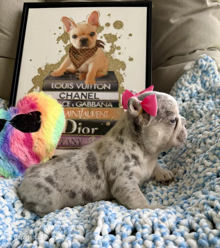 Merlina – French Bulldog puppy for sale in Cape Coral, FL