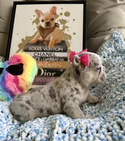 Merlina, a female French Bulldog for sale in Cape Coral, FL – 1 of 3