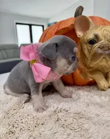 Athena, a female French Bulldog for sale in Cape Coral, FL – 3 of 5