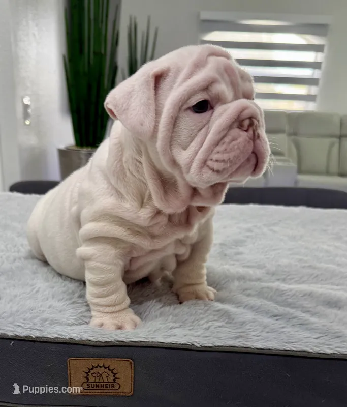 English Bulldog Puppies For Sale near Venice, Florida | Puppies.com