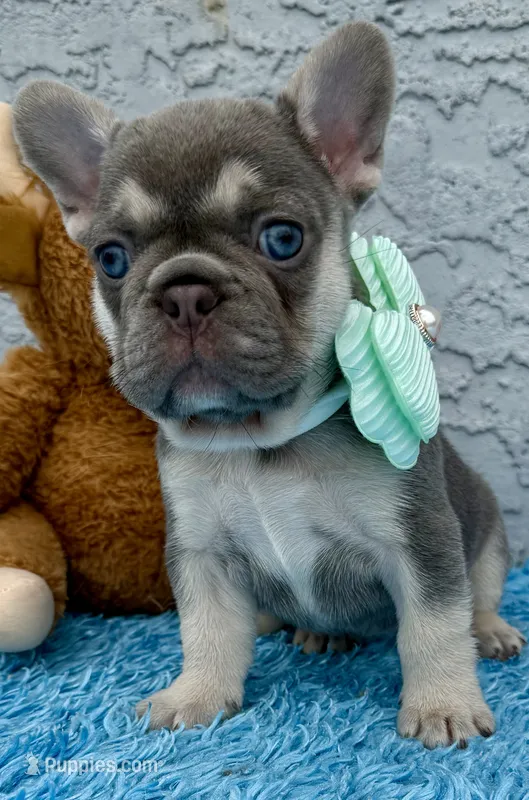 Zoe – French Bulldog puppy for sale in Cape Coral, FL