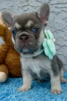 Zoe, a female French Bulldog for sale in Cape Coral, FL – 1 of 3