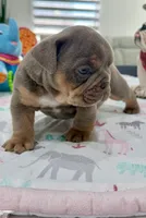 Ulises, a male English Bulldog for sale in Cape Coral, FL – 3 of 3