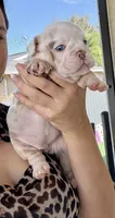 Linda, a female English Bulldog for sale in Cape Coral, FL – 2 of 3