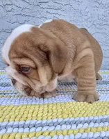 Arthur Nino Dumpling , a male English Bulldog for sale in Cape Coral, FL – 3 of 5