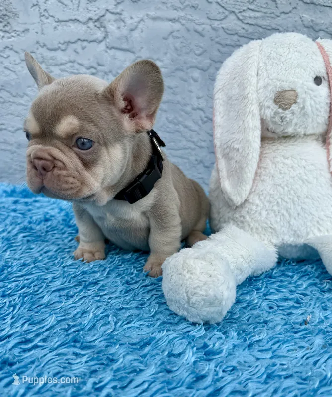 Maximo – French Bulldog puppy for sale in Cape Coral, FL