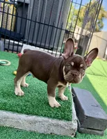 Loki, a male French Bulldog for sale in Cape Coral, FL – 4 of 4