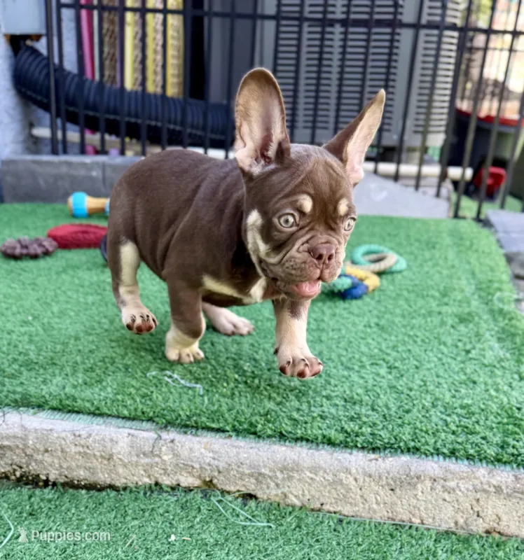 Loki – French Bulldog puppy for sale in Cape Coral, FL