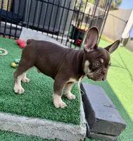 Loki, a male French Bulldog for sale in Cape Coral, FL – 3 of 4