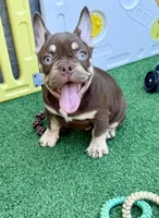 Loki, a male French Bulldog for sale in Cape Coral, FL – 2 of 4