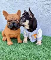 Justin, a male French Bulldog for sale in Cape Coral, FL – Photo 4 of 4