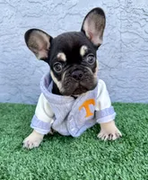 Justin, a male French Bulldog for sale in Cape Coral, FL – Photo 2 of 4