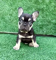 Justin, a male French Bulldog for sale in Cape Coral, FL – Photo 3 of 4