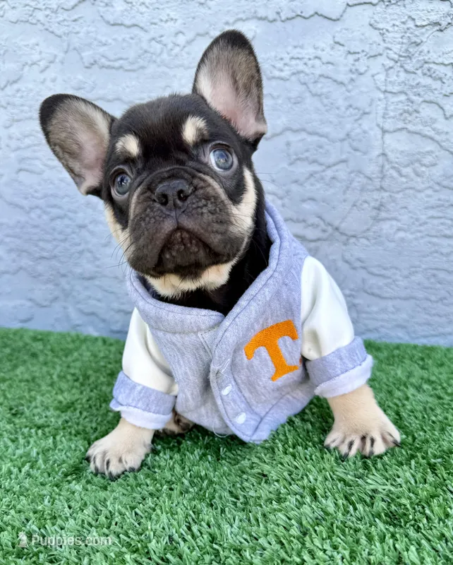 Justin – French Bulldog puppy for sale in Cape Coral, FL