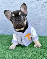 Justin, a male French Bulldog for sale in Cape Coral, FL – Photo 1 of 4
