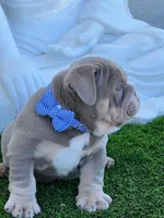 King Arthur, a male English Bulldog for sale in Cape Coral, FL – Photo 2 of 3