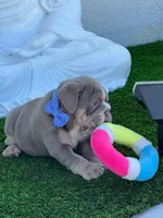 King Arthur, a male English Bulldog for sale in Cape Coral, FL – Photo 3 of 3