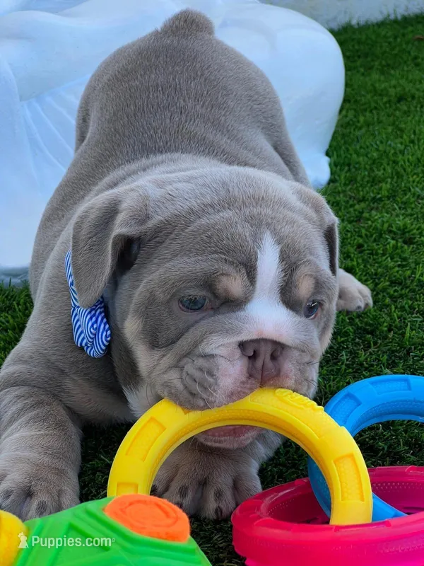 King Arthur – English Bulldog puppy for sale in Cape Coral, FL