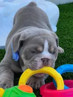 King Arthur, a male English Bulldog for sale in Cape Coral, FL – Photo 1 of 3