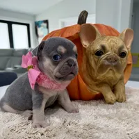 Athena, a female French Bulldog for sale in Cape Coral, FL – 2 of 5