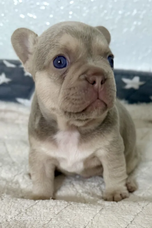 Bruno – French Bulldog puppy for sale in Cape Coral, FL