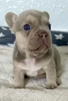 Bruno, a male French Bulldog for sale in Cape Coral, FL – 1 of 4