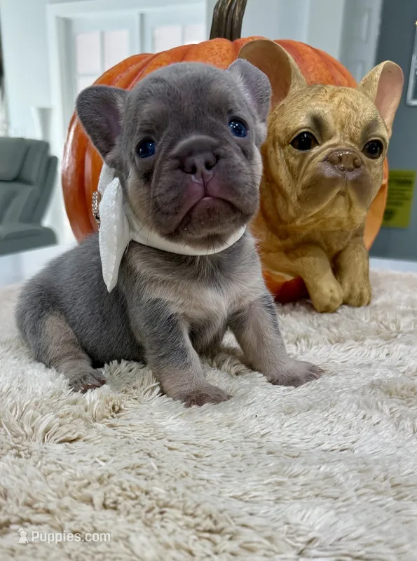 Samantha  – French Bulldog puppy for sale in Cape Coral, FL