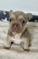 Bruno, a male French Bulldog for sale in Cape Coral, FL – 3 of 4