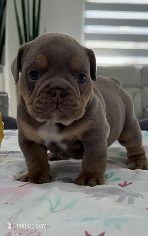 Ulises – English Bulldog puppy for sale in Cape Coral, FL