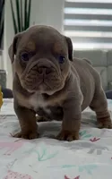 Ulises, a male English Bulldog for sale in Cape Coral, FL – 1 of 3
