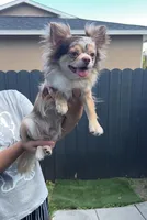 Dior, a male Chihuahua for sale in Cape Coral, FL – Photo 2 of 4