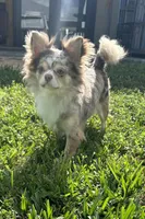 Dior, a male Chihuahua for sale in Cape Coral, FL – Photo 3 of 4