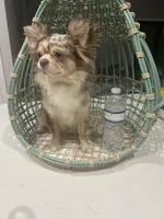 Dior, a male Chihuahua for sale in Cape Coral, FL – Photo 4 of 4