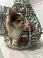 Dior, a male Chihuahua for sale in Cape Coral, FL – Photo 1 of 4