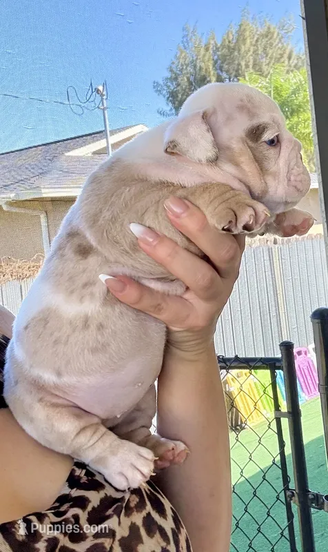 Linda – English Bulldog puppy for sale in Cape Coral, FL