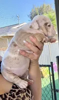 Linda, a female English Bulldog for sale in Cape Coral, FL – 1 of 3