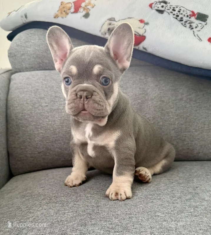 Chanel, a female French Bulldog for sale in Cape Coral, FL – Photo 1 of 4