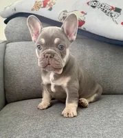 Chanel, a female French Bulldog for sale in Cape Coral, FL – Photo 1 of 4