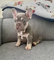 Chanel, a female French Bulldog for sale in Cape Coral, FL – Photo 4 of 4