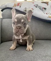 Chanel, a female French Bulldog for sale in Cape Coral, FL – Photo 3 of 4