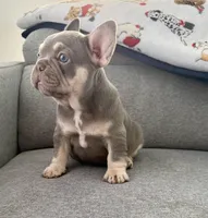 Chanel, a female French Bulldog for sale in Cape Coral, FL – Photo 2 of 4