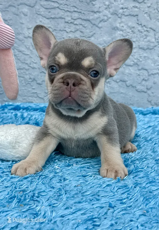 Athena – French Bulldog puppy for sale in Cape Coral, FL