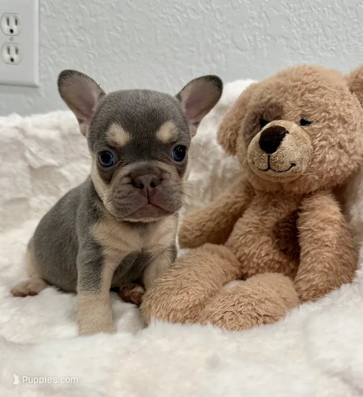 Athena – French Bulldog puppy for sale in Cape Coral, FL