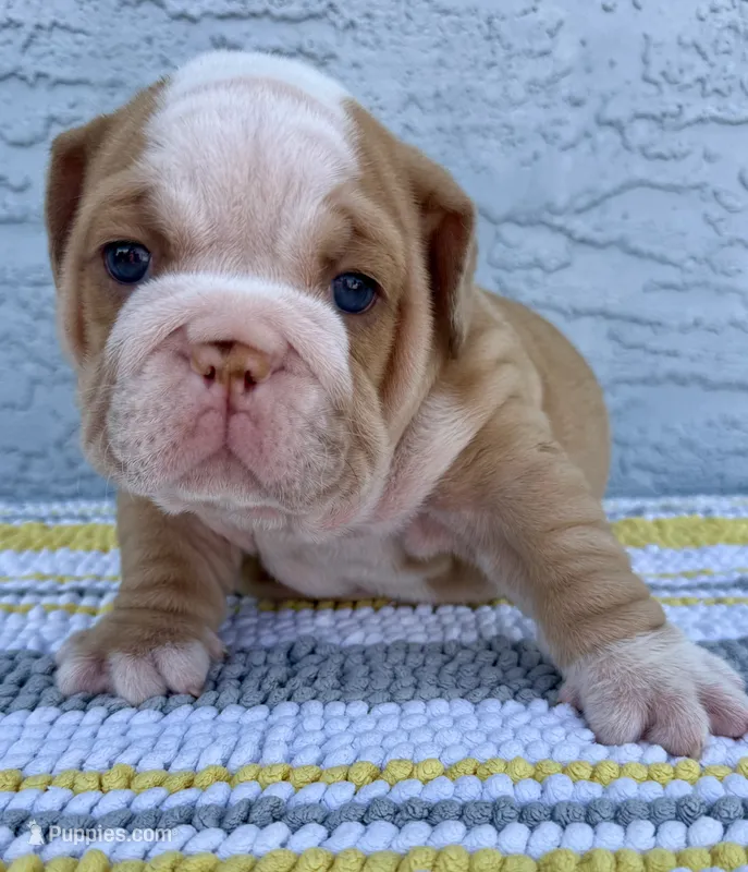 Rose  Dumpling Nina – English Bulldog puppy on hold in Cape Coral, FL
