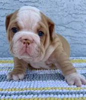 Rose  Dumpling Nina, a male English Bulldog for sale in Cape Coral, FL – 5 of 5