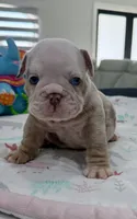 Linda, a female English Bulldog for sale in Cape Coral, FL – 3 of 3