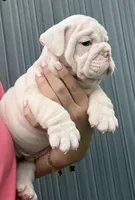 Snow Nino Dumpling , a male English Bulldog for sale in Cape Coral, FL – 1 of 3