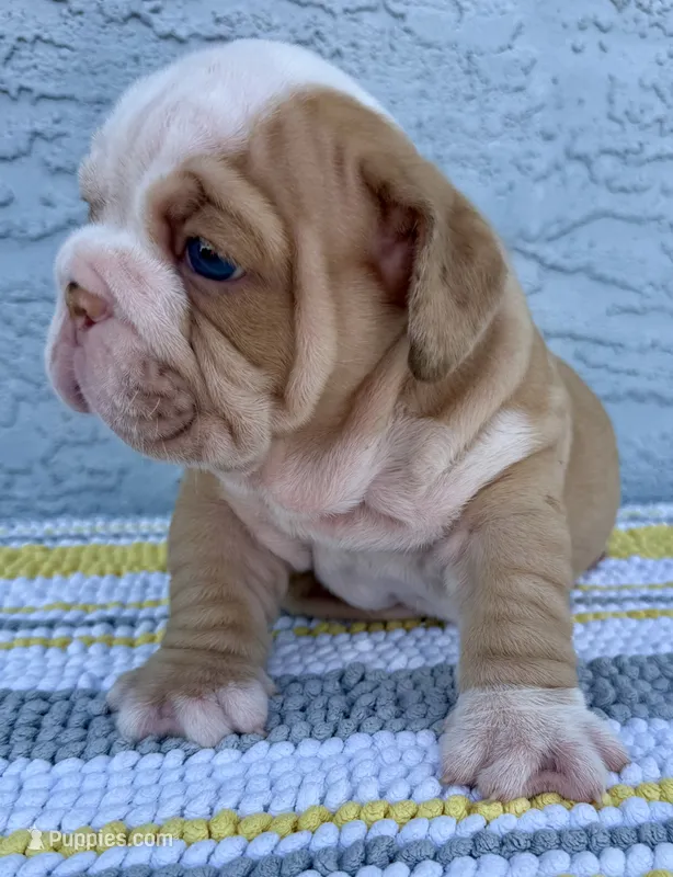 Rose  Dumpling Nina – English Bulldog puppy for sale in Cape Coral, FL