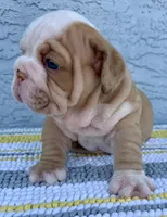 Rose  Dumpling Nina, a male English Bulldog for sale in Cape Coral, FL – 1 of 5